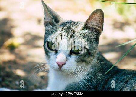 Limassol Zypern 30. Mai 2020 Ansicht der Hauskatze, die in den Straßen von Limassol auf Zypern lebt Stockfoto