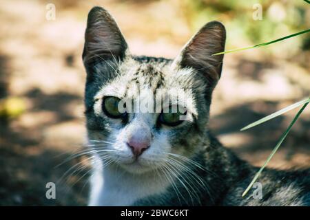 Limassol Zypern 30. Mai 2020 Ansicht der Hauskatze, die in den Straßen von Limassol auf Zypern lebt Stockfoto