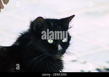 Limassol Zypern 30. Mai 2020 Ansicht der Hauskatze, die in den Straßen von Limassol auf Zypern lebt Stockfoto