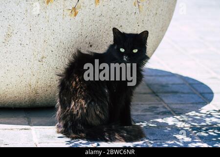 Limassol Zypern 30. Mai 2020 Ansicht der Hauskatze, die in den Straßen von Limassol auf Zypern lebt Stockfoto