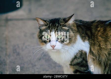 Limassol Zypern 30. Mai 2020 Ansicht der Hauskatze, die in den Straßen von Limassol auf Zypern lebt Stockfoto