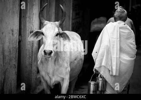 Die heilige Kuh auf den Straßen von Varanasi Stockfoto