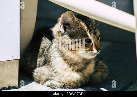 Limassol Zypern 30. Mai 2020 Ansicht der Hauskatze, die in den Straßen von Limassol auf Zypern lebt Stockfoto