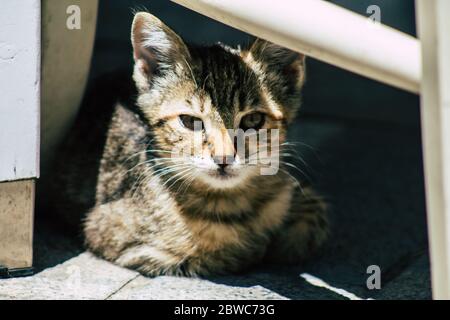 Limassol Zypern 30. Mai 2020 Ansicht der Hauskatze, die in den Straßen von Limassol auf Zypern lebt Stockfoto