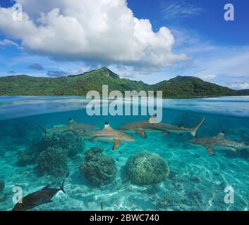 Französisch-Polynesien, tropische Inselseestlandschaft mit mehreren Schwarzspitzenriffhaien unter Wasser, geteilte Sicht unter Wasser, Huahine, Pazifischer Ozean Stockfoto