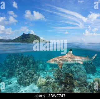 Tropische Seenlandschaft, Insel mit Schwarzspitzenriffhai unter Wasser, geteilter Blick über die Wasseroberfläche, Französisch Polynesien, Huahine, Pazifischer Ozean, Ozeanien Stockfoto