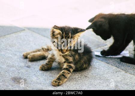 Limassol Zypern 30. Mai 2020 Ansicht der Hauskatze, die in den Straßen von Limassol auf Zypern lebt Stockfoto