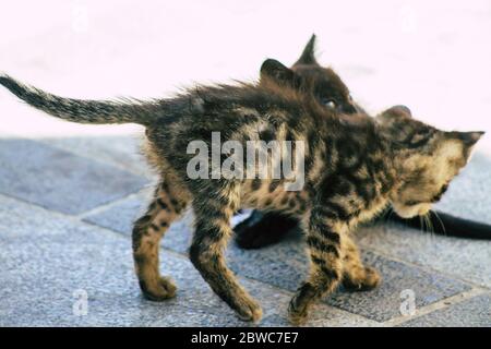 Limassol Zypern 30. Mai 2020 Ansicht der Hauskatze, die in den Straßen von Limassol auf Zypern lebt Stockfoto