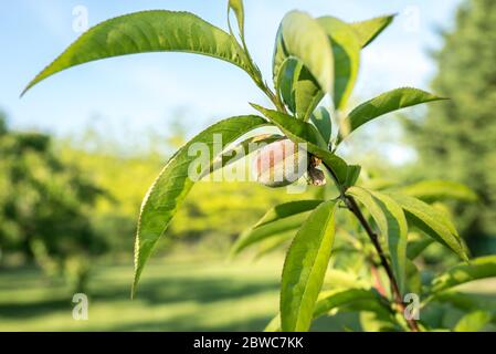 Sonnenbeschienenen unreifen Pfirsich auf dem Baum. Frischer grüner Hintergrund. Stockfoto