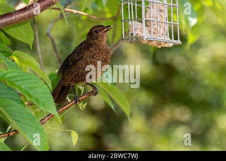 Hampshire, England, Großbritannien. Mai 2020. Ein junger Schwarzvogel saß in einem blühenden Kirschbaum. Stockfoto