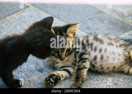 Limassol Zypern 30. Mai 2020 Ansicht der Hauskatze, die in den Straßen von Limassol auf Zypern lebt Stockfoto