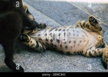 Limassol Zypern 30. Mai 2020 Ansicht der Hauskatze, die in den Straßen von Limassol auf Zypern lebt Stockfoto