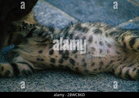 Limassol Zypern 30. Mai 2020 Ansicht der Hauskatze, die in den Straßen von Limassol auf Zypern lebt Stockfoto