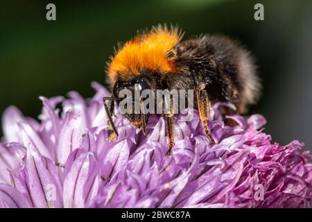 Baumhummel auf einer lila Schnittblume Stockfoto