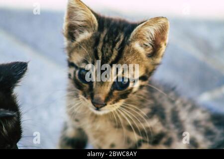 Limassol Zypern 30. Mai 2020 Ansicht der Hauskatze, die in den Straßen von Limassol auf Zypern lebt Stockfoto