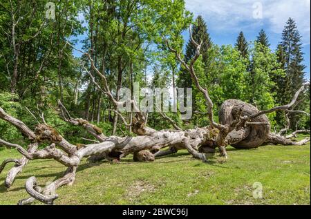 Arte Sella Holz arbeitet in der Natur in Trentino-Südtirol, Borgo Valsugana, dem Sellatal, Borgo Valsugana Norditalien, Europa. Arte Sella. Stockfoto