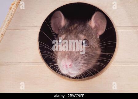 Ratte im Haus. Fang von einem grauen Ratte. Die Maus sieht in ein rundes Loch. Stockfoto