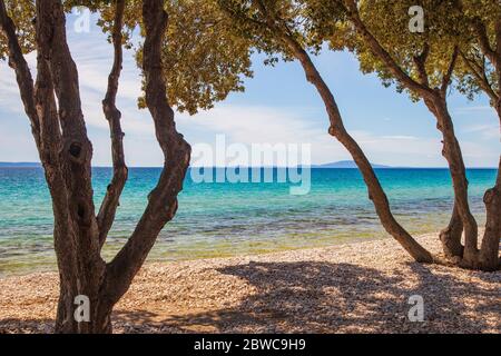 Kroatien, Insel Pag, schöner Strand unter Pinien, türkisfarbenes Wasser der Adria am sonnigen Sommertag. Berühmtes Touristenziel. Stockfoto