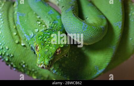 ‘Lime’, ein Porträt eines Manokwari Green Tree Python auf einem Zweig gewellt. Stockfoto