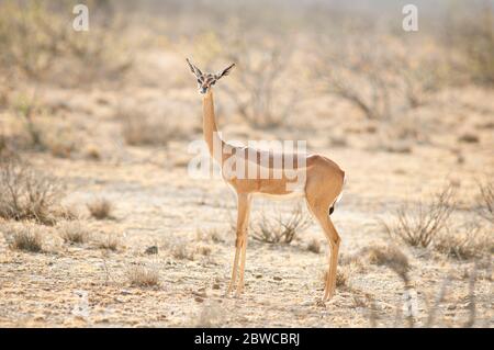 Gerenuk, Litocranius walleri. Weiblich im Samburu National Reserve. Kenia. Afrika. Stockfoto