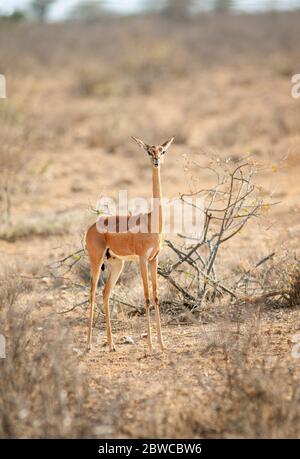 Gerenuk, Litocranius walleri. Weiblich im Samburu National Reserve. Kenia. Afrika. Stockfoto