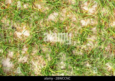 Pappelflocken auf grünem Gras. Flauschige und luftige Flaume von Bäumen Hintergrund Stockfoto