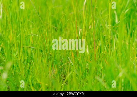 Grüne Gras Textur. Hintergrund von grünem Gras mit selektivem Fokus. Stockfoto