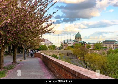 Kirschblüten auf der Toth Arpad Promenade im Budaer Burgviertel mit der Kuppel des Königspalastes sichtbar Stockfoto