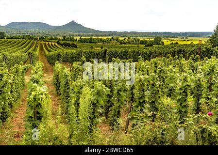 Die Ruinen von Szigliget Castle in der Ferne über Reihen von Weinbergen am Balaton gesehen Stockfoto