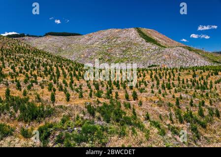 Wiederbepflanzten Wald, Kaweka Range Berge, Kaweka Forest Park, Taihape Road in der Nähe Kuripapango Campingplatz, Hawke's Bay Region, Nordinsel, Neuseeland Stockfoto