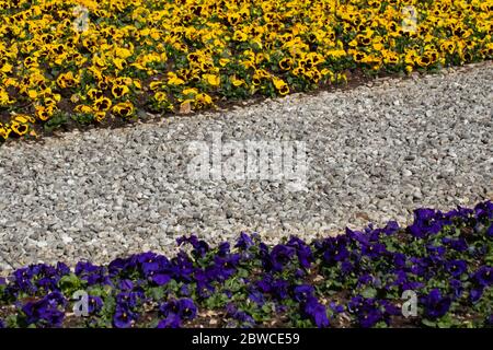 Metalleinfassung, die verschiedene Farben von Kies und blauen und gelben Stiefmütterchen in einem Park, Viola tricolor Stockfoto