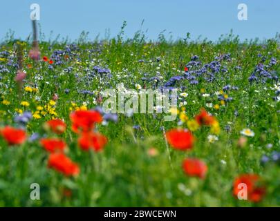 Jacobsdorf, Deutschland. Mai 2020. Bunte Blumen verschiedener Arten wachsen in einem Feld. Diese Pflanzen wurden als Blumenstreifen angelegt. Ein Blühstreifen ist ein Streifen, der mit Samen blühender Pflanzenarten gesät ist. Quelle: Patrick Pleul/dpa-Zentralbild/ZB/dpa/Alamy Live News Stockfoto