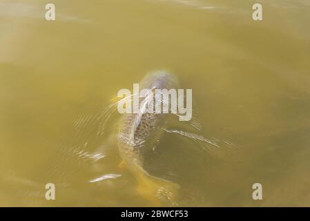 Gewöhnlicher europäischer Karpfen (Cyprinus carpio) laichen gewalttätig während der Frühjahrszucht. Stockfoto