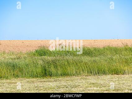 Field in Wainscott, NY Stockfoto