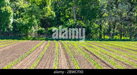 Frisch gepflanzter Acker auf einer Wainscott Farm, New York Stockfoto