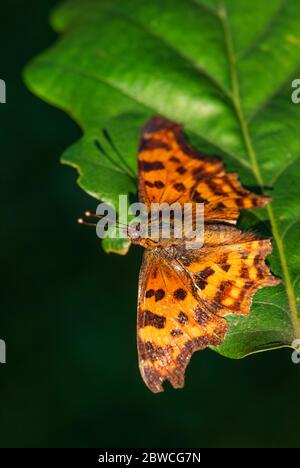 Comma Butterfly - Polygonia c-Album, schöner Pinselfalter aus europäischen Feldern und Wiesen, Zlin, Tschechische Republik. Stockfoto