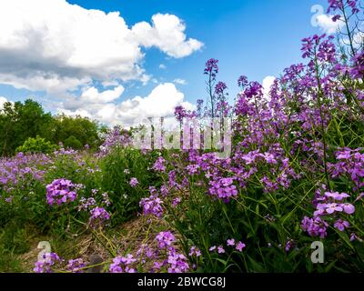 Landschaft aufgenommen nach oben durch ein Feld von lila Wildblumen zu den grünen Bäumen und leuchtend blauen Himmel im Hintergrund. Schönheit in der Natur Stockfoto