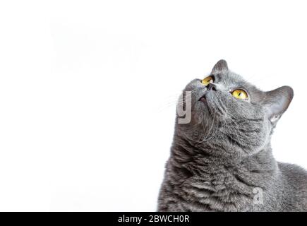 Eine neugierige britische graue Katze schaut auf. Weißer Hintergrund. Stockfoto