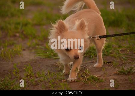 Chihuahua Langhaar-Hundehalden-Portrait. Schöne weiße langhaarige chihuahua Rasse Hund Spaziergänge in hohen grünen Gras. Stockfoto