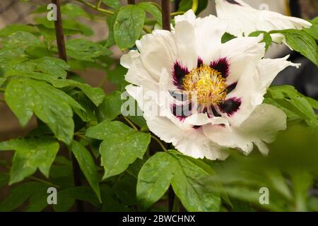Dekorative Pfingstrose in sehr schöner weißer Blüte und in der Mitte lila Stockfoto