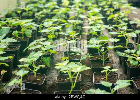 Junger grüner Paulownia Baum. Zucht von blühenden Bäumen durch einen Gärtner im industriellen Maßstab 2021. Viele Blumentöpfe im Gewächshaus des Bauern. Stockfoto