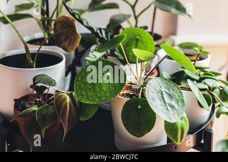 Exotische Zimmerpflanzen in weißen Töpfen auf einem Metallpflanzenstand in einer städtischen Wohnung angeordnet. Stockfoto