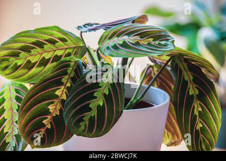 Nahaufnahme einer Gebetspflanze (maranta leuconeura var erythroneura) in weißem Topf in einer sonnigen Stadtwohnung mit anderen Pflanzen im Hintergrund. Stockfoto