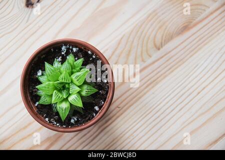 Draufsicht auf eine kleine haworthia turgida saftige Zimmerpflanze in Terrakotta-Topf auf einer hellen Holztischplatte. Gemusterte attraktive kleine Pflanze. Stockfoto