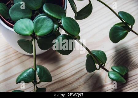 Pepromia tetraphylla 'Hope' (Peperomia Rotundifolia) Zimmerpflanze in weißem Topf auf einem natürlichen Holztisch. Moderne nachlaufende saftige Zimmerpflanzen Detail. Stockfoto