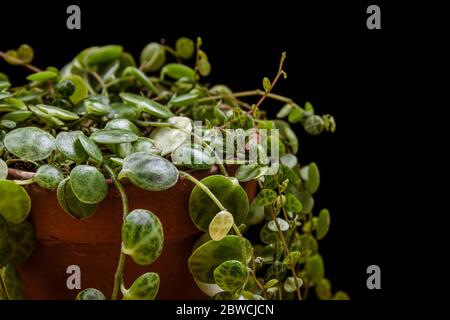 Nahaufnahme von zierlichen Reben einer "Schildkrötenpflanze" (peperomia prostrata) auf dunklem Hintergrund. Wunderschöne tropische Zimmerpflanzen Detail. Stockfoto