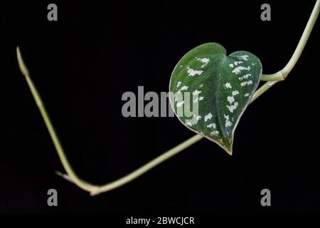 Satinpothos (scindapsus pictus) Rebe mit einem einzigen herzförmigen Blatt auf einem dunklen Hintergrund. Wunderschöne tropische Zimmerpflanzen Detail. Stockfoto