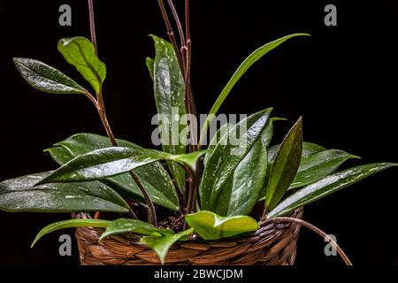 Wachspflanze (hoya pubicalyx) - variierte Blätter auf schwarzem Hintergrund. Exotisches hoya Zimmerpflanzen Detail. Stockfoto