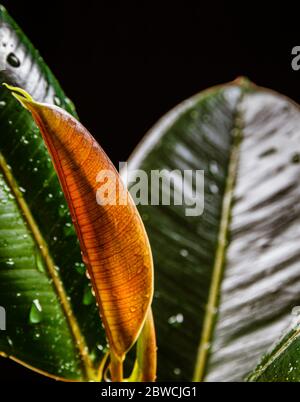 Nahaufnahme von ficus elastica 'abidjan', die neues Wachstum auf dunklem Hintergrund zeigt. Exotisch-trendige Hauspflanzen-Details vor schwarzer Kulisse. Stockfoto