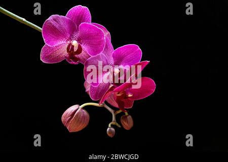 Mottenorchidee (Phalaenopsis Orchidee) mit schönen magentafarbenen Blüten auf schwarzem Hintergrund. Exotisch trendige Hauspflanzen-Detail gegen schwarzen Rücken Stockfoto